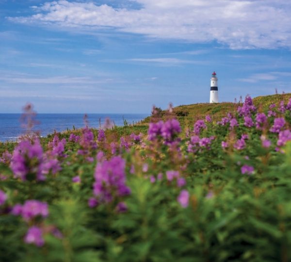 Point Amour Lighthouse am neubfundländischen Küstenabschnitt mit einem weiß-schwarzen Leuchtturm, violetten Blumen im Vordergrund, weitem Meer und blauem Himmel Kanada-Rundreise