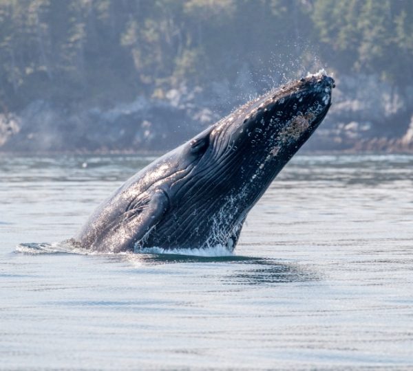 Großer blau-grauer Wal aus Vancouver bricht die Wasseroberfläche und sprüht Wassernebel, vor bewaldeter Küstenlandschaft. Kanada-Rundreise