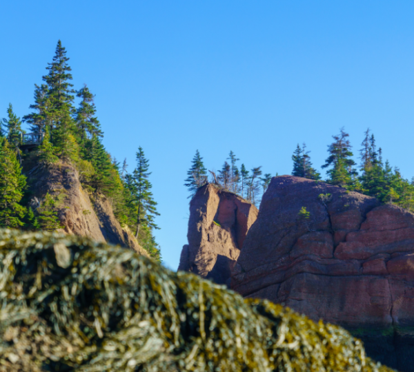 Hopewell Rocks an der Bay of Fundy mit roten Klippen, grünen Tannenwäldern und rauer Meeresküste; markante Felsformationen vor klarem blauen Himmel Kanada-Rundreise