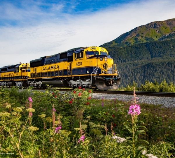 Gelbe Alaska Railroad Lokomotiven fahren durch eine grüne Gebirgslandschaft mit Berggipfeln im Hintergrund; klare Wolken am blauen Himmel, blühendes Gras am Bahndamm, friedliche Szene Kanada-Rundreise