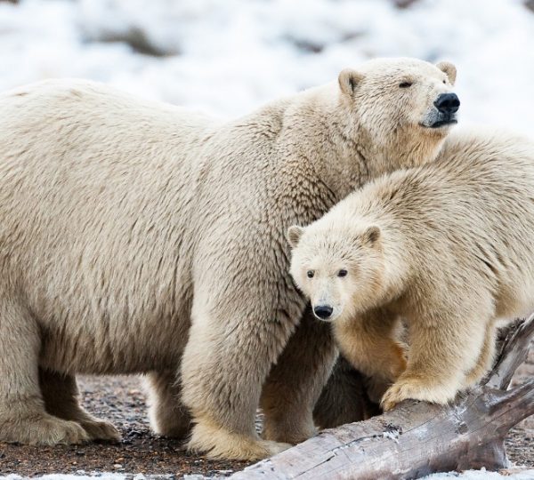 Zwei Eisbären in Alaska, Mutter und Junges mit hellem Fell stehen aufmerksam auf eisigem Boden, Schnee im Hintergrund, eine naturalistische Szene der arktischen Wildnis. Kanada-Rundreise