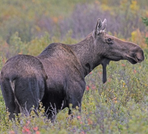 Brauner Elch in einer bunten alaskaischen Tundra-Landschaft, nahe Gras, Sträuchern und Herbstfarben, realistisches Tierporträt Kanada-Rundreise