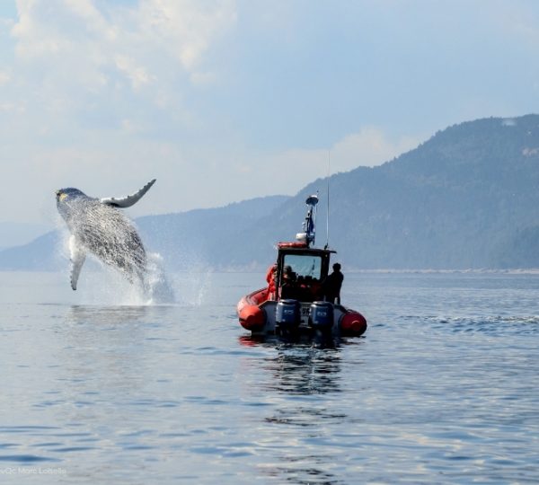 Auf der St.-Lawrence-River erhebt sich ein Wal aus dem Wasser, während ein rotes Boot auf ruhiger See daneben fährt, im Gebiet des Saguenay-Fjords. Kanada-Rundreise