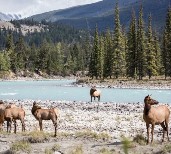 Elche am steinigen Ufer vor türkisfarbenem Wasser in den Rocky Mountains bei Banff, umgeben von dichtem Nadelwald und klarer Bergkulisse. Kanada-Rundreise
