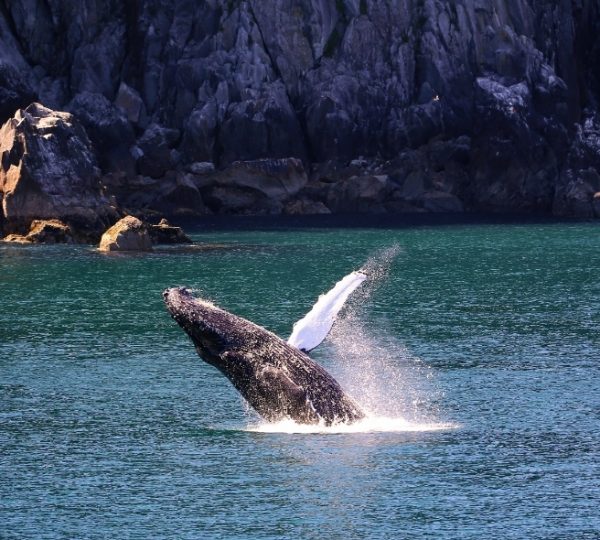Ein Wal schlägt aus dem Wasser in Alaska hoch, vor einer felsigen Küstenlandschaft und türkisgrünem Wasser, eindrucksvolle Naturimpression aus der Inside Passage Kanada-Rundreise
