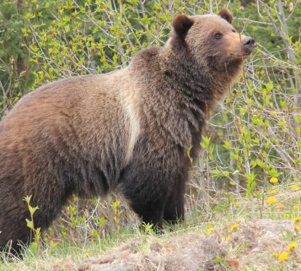 Brauner Braunbär in dichtem Fell steht im Unterholz vor jungen Trieben, mit Blick zur Seite, im Banff-Gebiet in Alberta zwischen Sträuchern. Kanada-Rundreise