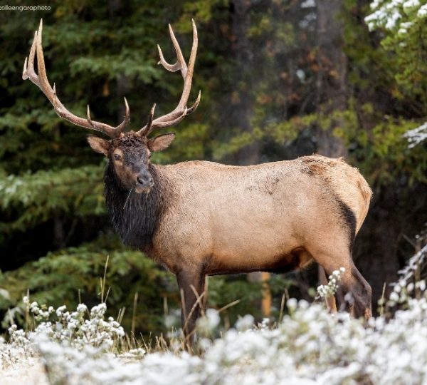 Ein brauner Elch mit großem Geweih steht zwischen Wiesen und Waldvegetation, während im Hintergrund sattgrünes Laub zu sehen ist. Kanada-Rundreise
