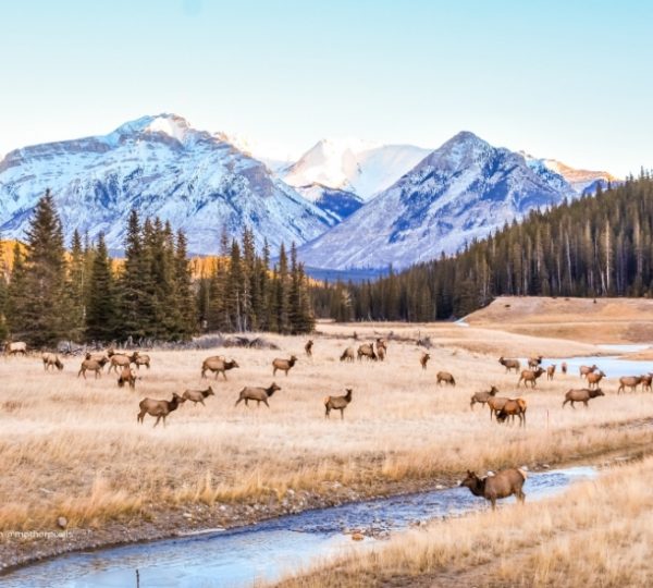In Banff ziehen Elche durch eine weite Wiesenlandschaft, während die schneebedeckten Rocky-Mountains-Gipfel in klarem Winterlicht aufragen. Kanada-Rundreise