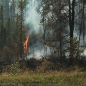 Zwischen Nadelbäumen breiten sich Flammen und Rauch eines Waldbrands im Okanagan in British Columbia aus. Kanada-Rundreise