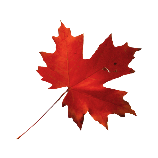Leuchtend rotes Ahornblatt mit gezackten Rändern und langem Stiel erinnert an Kanadas goldenen Herbstwald. Kanada-Rundreise