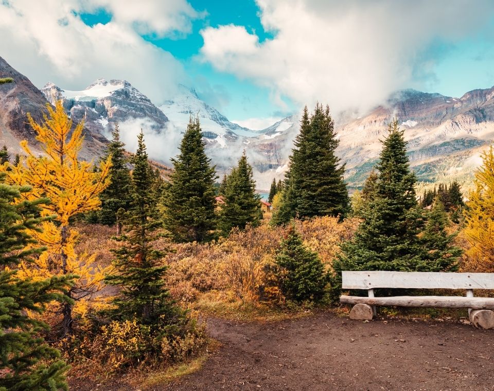 Goldgelbe Lärchen und Nadelwälder vor den verschneiten Gipfeln der Rocky Mountains am Mount Assiniboine im Indian Summer. Kanada-Rundreise