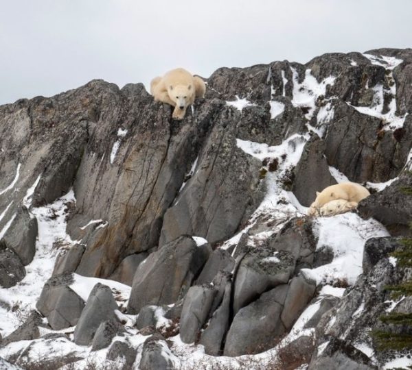 Zwei Eisbären sitzen auf verschneiten Felsen in der arktischen Küstenlandschaft bei Churchill an der Hudson Bay. Kanada-Rundreise