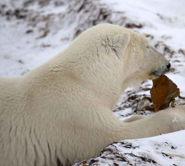 Ein cremefarbener Eisbär liegt im Schnee und hält ein braunes Stück Seetang am Ufer bei Churchill. Kanada-Rundreise