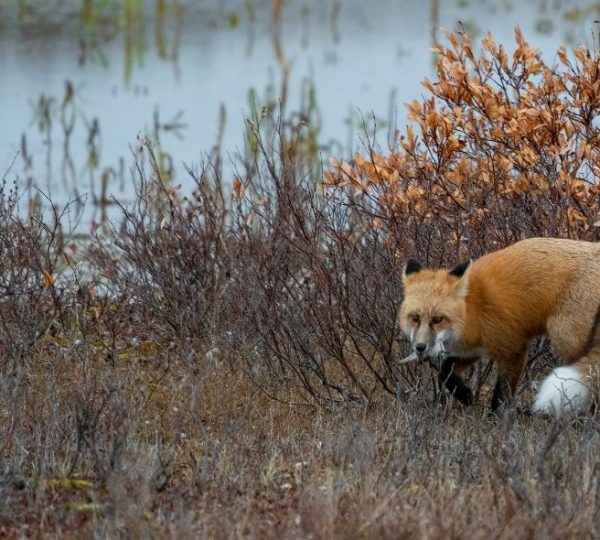 Ein Rotfuchs mit weißem Gesicht streift durch das niedrige Buschland nahe Churchill am Rand der Arktis. Kanada-Rundreise