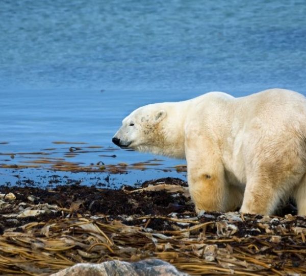Ein weißer Eisbär steht im Herbst am Ufer der Hudson Bay bei Churchill zwischen Tang und flachem Wasser. Kanada-Rundreise