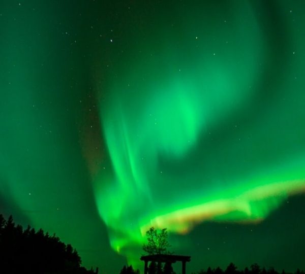 Leuchtendes grünes Polarlicht spannt sich über dunkle Baumkronen nahe Churchill während einer Eisbärenreise durch Kanada. Kanada-Rundreise