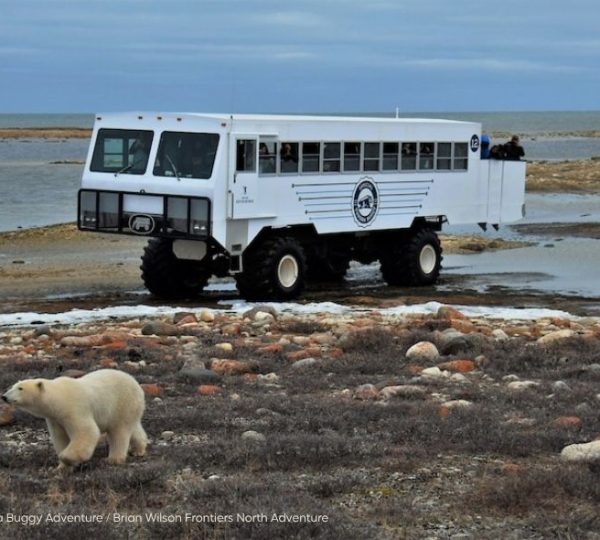 Ein weißer Eisbär läuft vor einem Tundra Buggy an der Küste der Hudson Bay bei Churchill in der kanadischen Arktis. Kanada-Rundreise