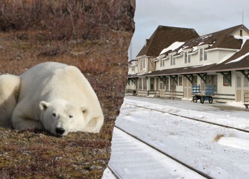 Eisbären in Kanada: 5 Tage Churchill und Winnipeg in der Gruppe