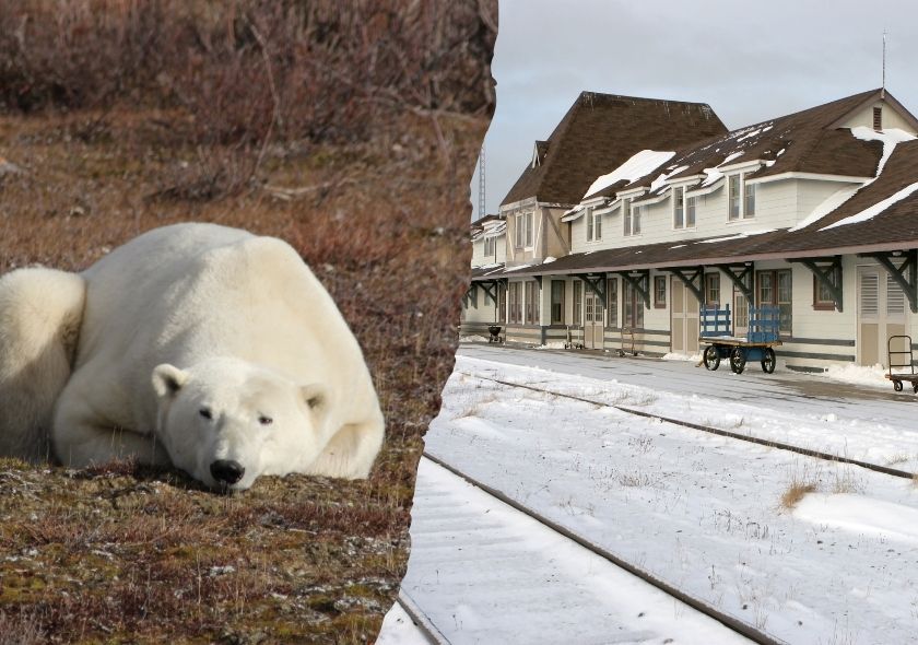 Eisbären in Kanada: 5 Tage Churchill und Winnipeg in der Gruppe